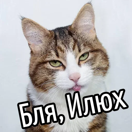 😕 Стикер «Ну Бля» для Telegram