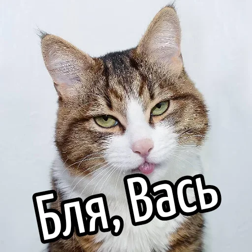 😕 Стикер «Ну Бля» для Telegram