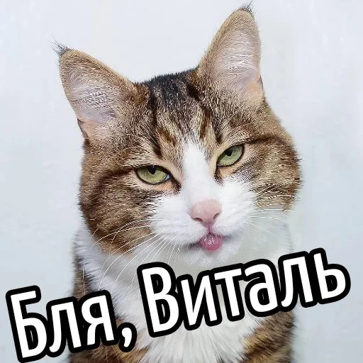 😕 Стикер «Ну Бля» для Telegram