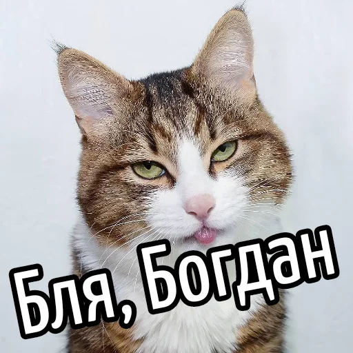😕 Стикер «Ну Бля» для Telegram