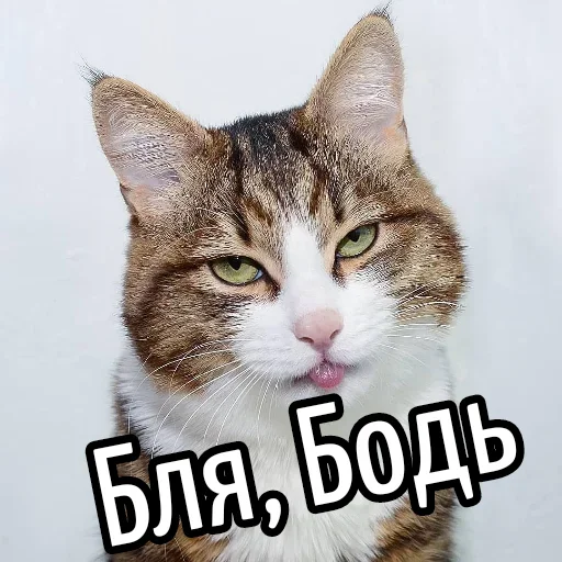 😕 Стикер «Ну Бля» для Telegram