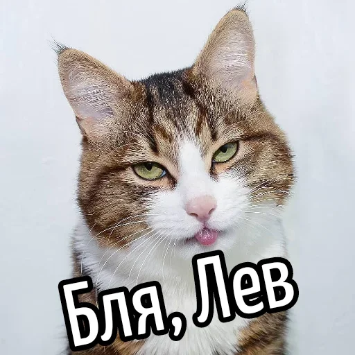 😕 Стикер «Ну Бля» для Telegram