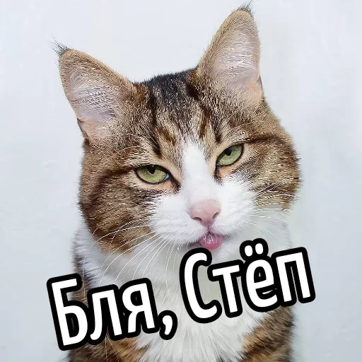 😕 Стикер «Ну Бля» для Telegram