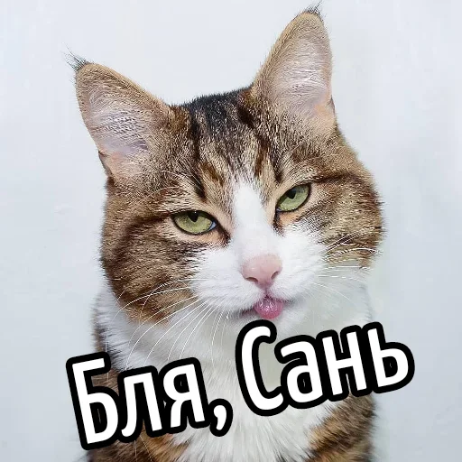 😕 Стикер «Ну Бля» для Telegram