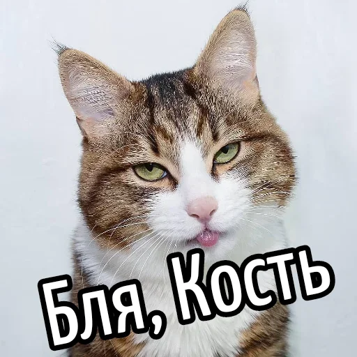 😕 Стикер «Ну Бля» для Telegram