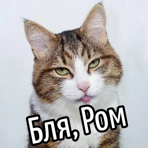 😕 Стикер «Ну Бля» для Telegram