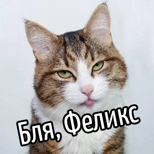 😕 Стикер «Ну Бля» для Telegram