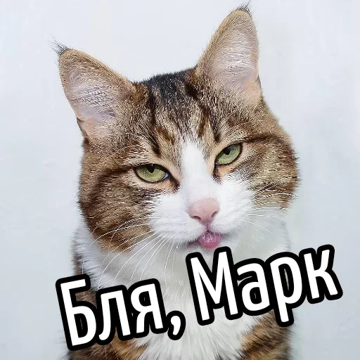 😕 Стикер «Ну Бля» для Telegram