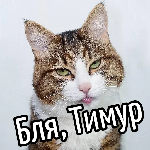 😕 Стикер «Ну Бля» для Telegram