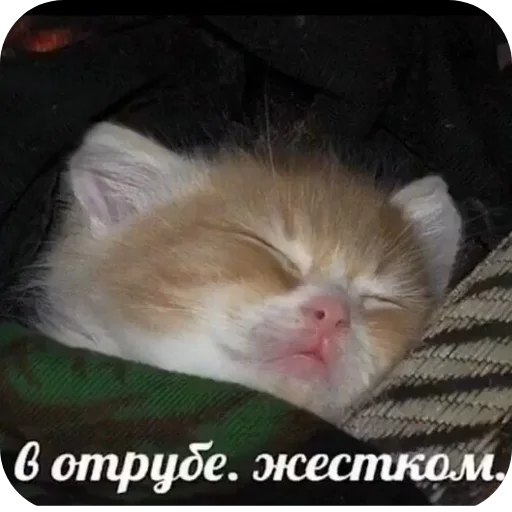 👍 Стикер «snyusfor» для Telegram