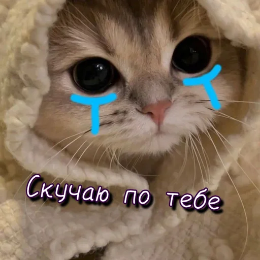 🥺 Стикер «Тю блин Зверюшки» для Telegram