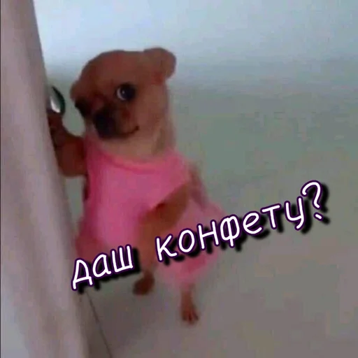🤭 Стикер «Тю блин Зверюшки» для Telegram