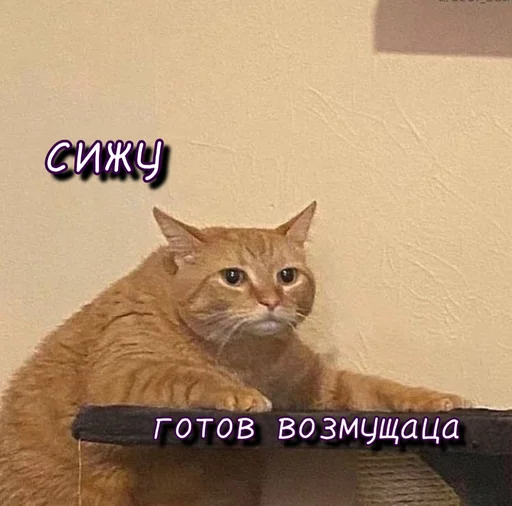 😠 Стикер «Тю блин Зверюшки» для Telegram