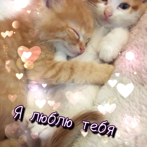 🥰 Стикер «Тю блин Зверюшки» для Telegram
