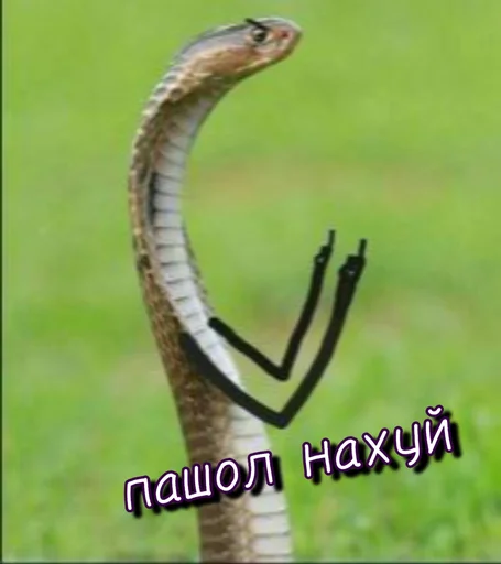 🖕 Стикер «Тю блин Зверюшки» для Telegram