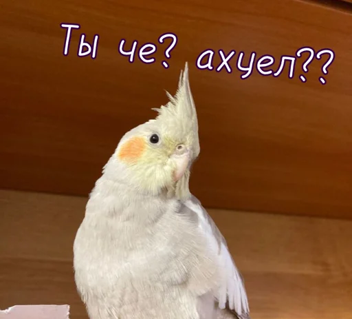 🤬 Стикер «Тю блин Зверюшки» для Telegram