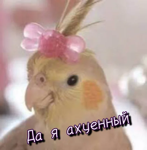 🤩 Стикер «Тю блин Зверюшки» для Telegram