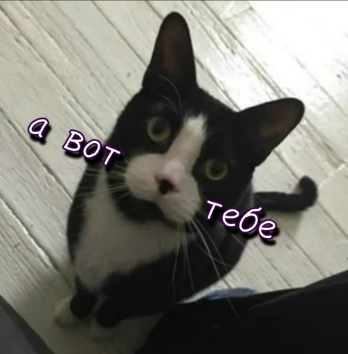 🍆 Стикер «Тю блин Зверюшки» для Telegram
