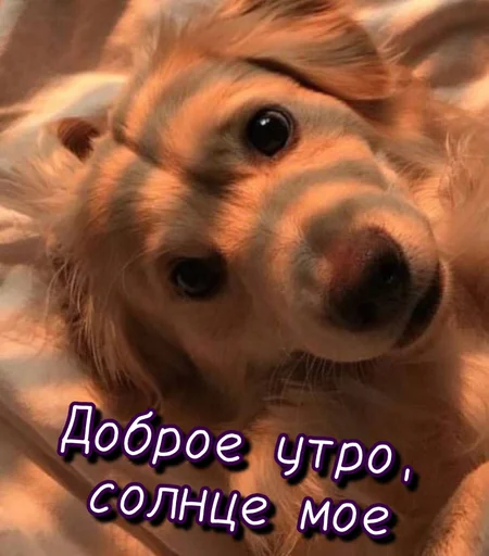 ☀️ Стикер «Тю блин Зверюшки» для Telegram