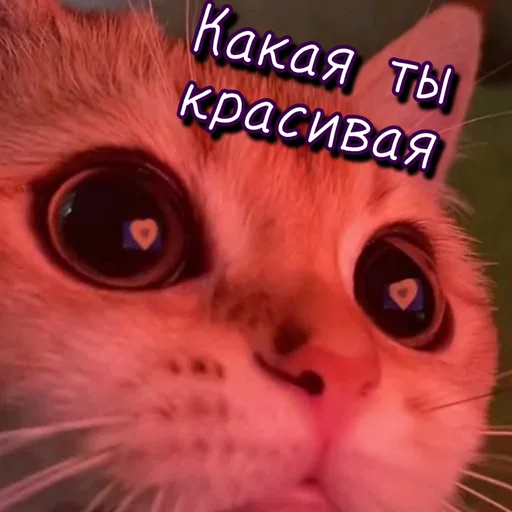 😍 Стикер «Тю блин Зверюшки» для Telegram