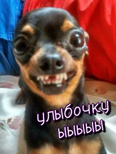 😊 Стикер «Тю блин Зверюшки» для Telegram