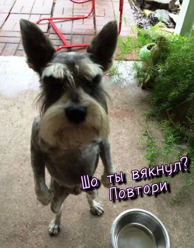 😡 Стикер «Тю блин Зверюшки» для Telegram