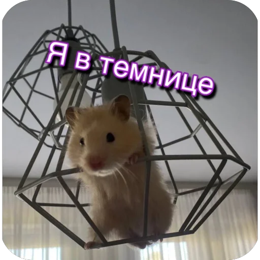 🐹 Стикер «Тю блин Зверюшки» для Telegram