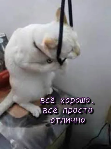 😥 Стикер «Тю блин Зверюшки» для Telegram