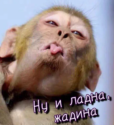 🫤 Стикер «Тю блин Зверюшки» для Telegram