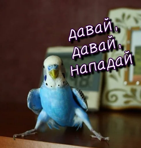 👊 Стикер «Тю блин Зверюшки» для Telegram