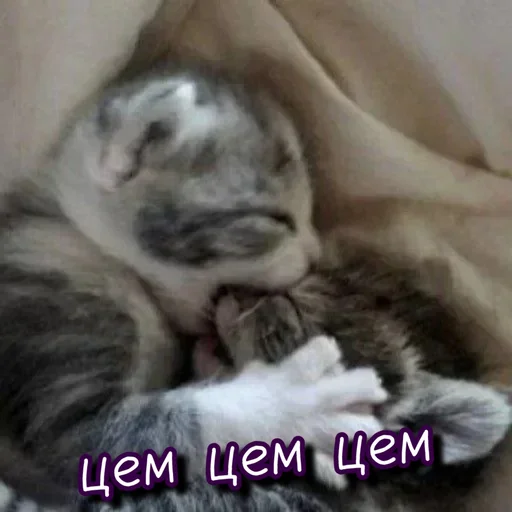 😘 Стикер «Тю блин Зверюшки» для Telegram