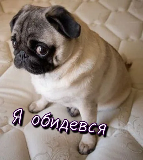 😟 Стикер «Тю блин Зверюшки» для Telegram