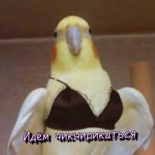 🍑 Стикер «Тю блин Зверюшки» для Telegram