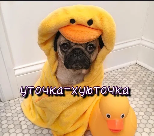 🦆 Стикер «Тю блин Зверюшки» для Telegram