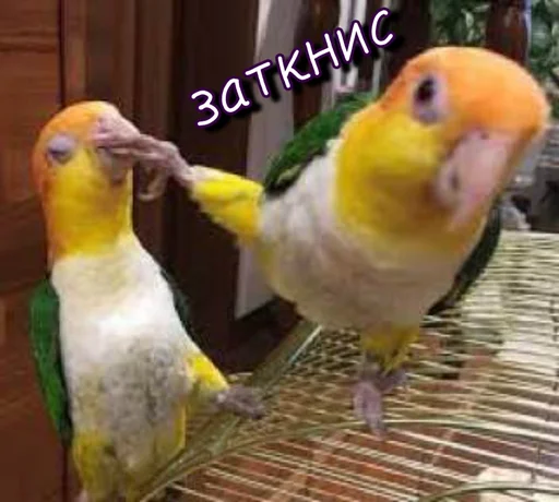 🫢 Стикер «Тю блин Зверюшки» для Telegram