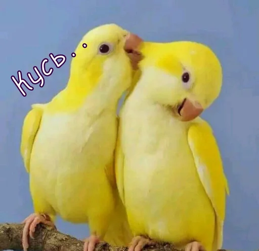 🥰 Стикер «Тю блин Зверюшки» для Telegram