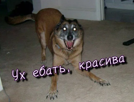 😍 Стикер «Тю блин Зверюшки» для Telegram