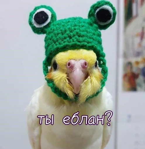 😡 Стикер «Тю блин Зверюшки» для Telegram