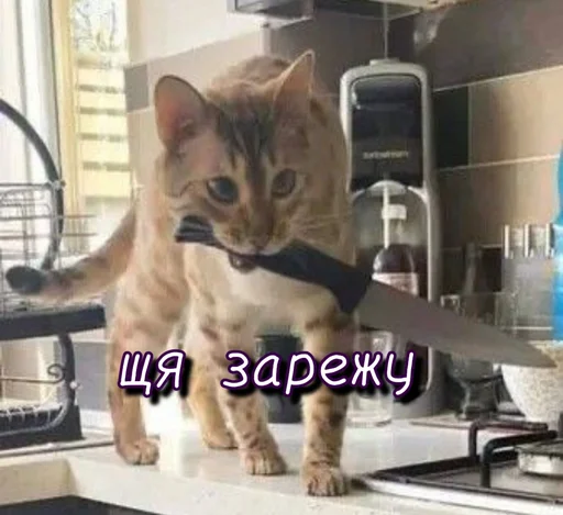 😤 Стикер «Тю блин Зверюшки» для Telegram