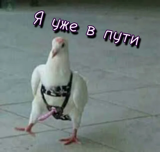 🌶 Стикер «Тю блин Зверюшки» для Telegram