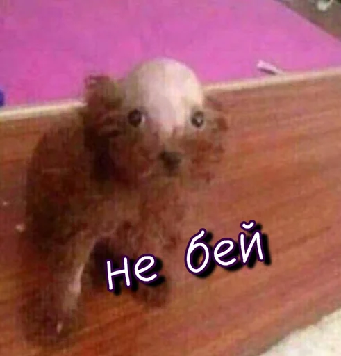 😭 Стикер «Тю блин Зверюшки» для Telegram