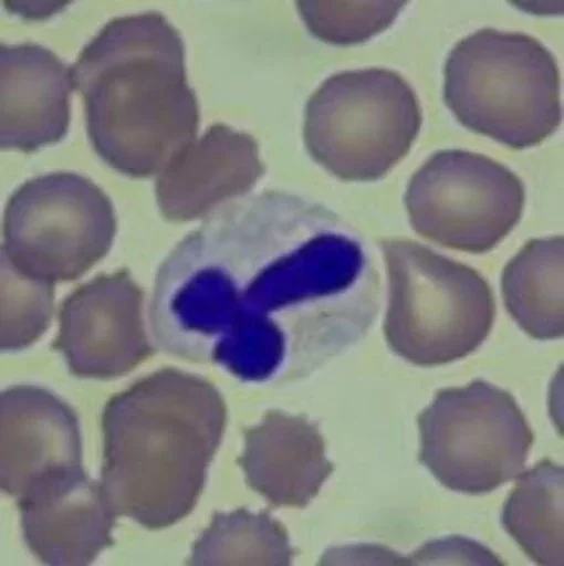 🖕 Стикер «Blood mood» для Telegram