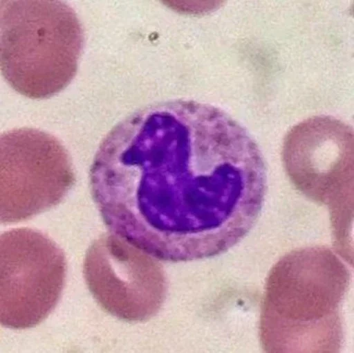 🐤 Стикер «Blood mood» для Telegram
