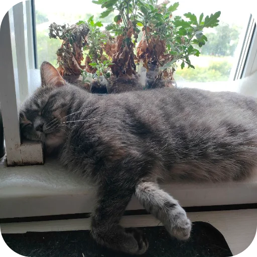 🐱 Стикер «#котеке» для Telegram