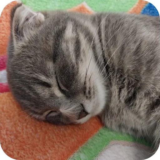 🐱 Стикер «#котеке» для Telegram