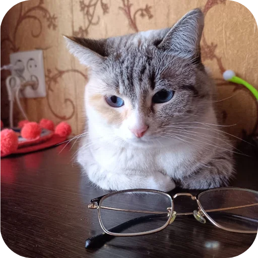 🐱 Стикер «#котеке» для Telegram