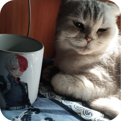 🐱 Стикер «#котеке» для Telegram