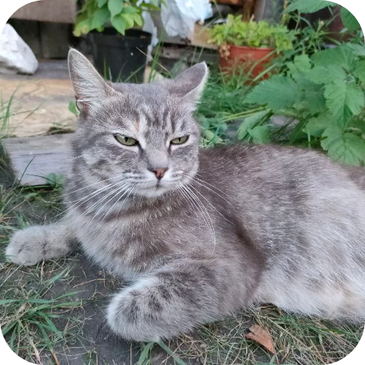 🐱 Стикер «#котеке» для Telegram