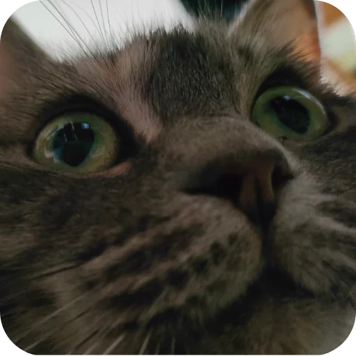 🐱 Стикер «#котеке» для Telegram