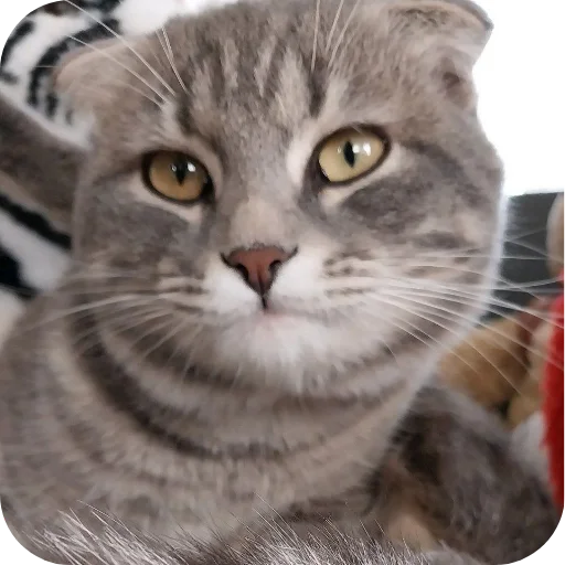 🐱 Стикер «#котеке» для Telegram